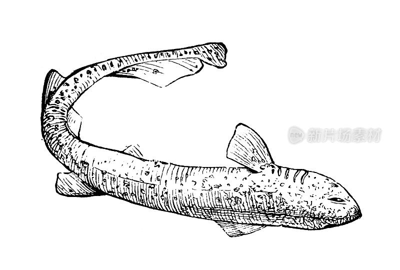 古代海洋动物雕刻插图:蓝鲨(Prionace glauca)